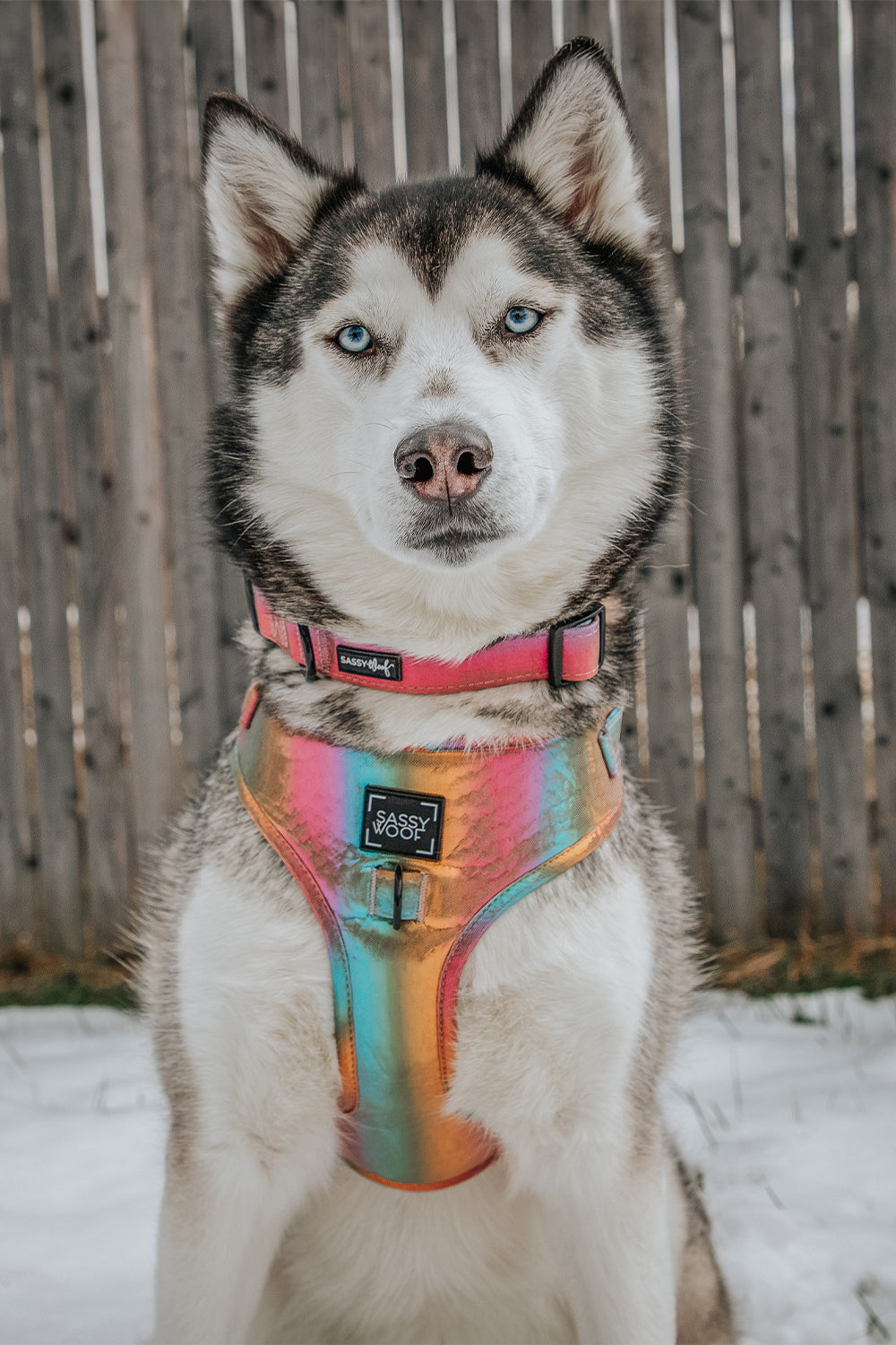 Dog Two Piece Bundle - The Night Life