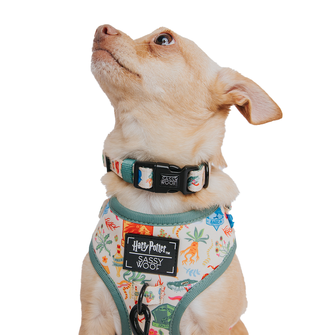 Dog Two Piece Bundle - Harry Potter™ Herbology