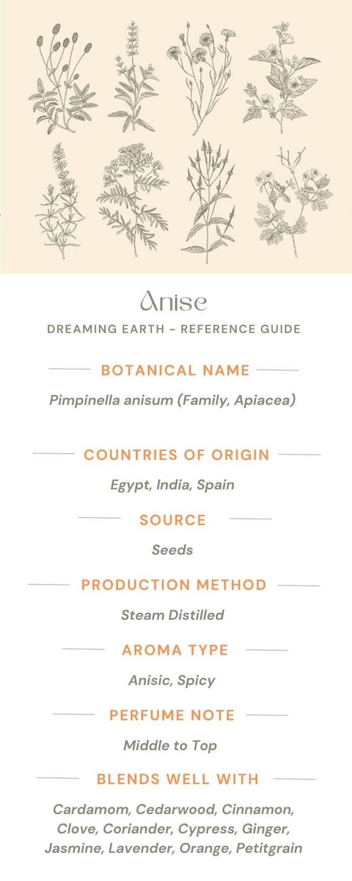 Aniseed (Anise Seed) Essential Oil