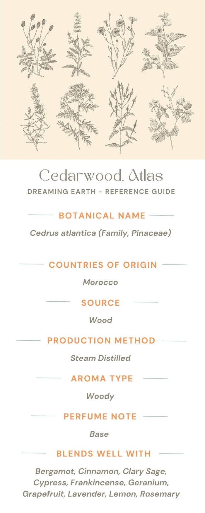 Cedarwood Atlas Essential Oil - Dreaming Earth Inc
