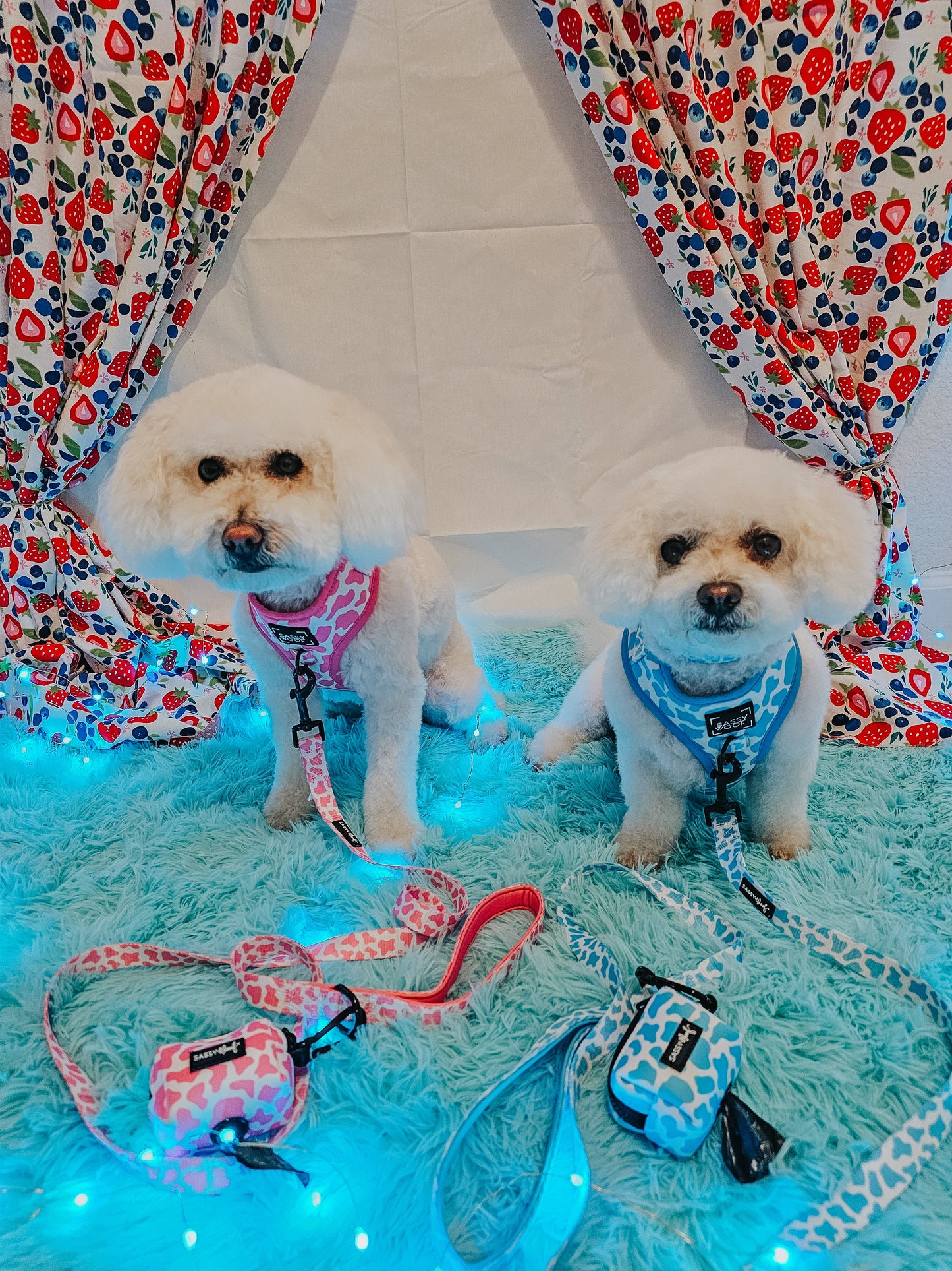 Dog Three Piece Bundle - Blueberry Milk