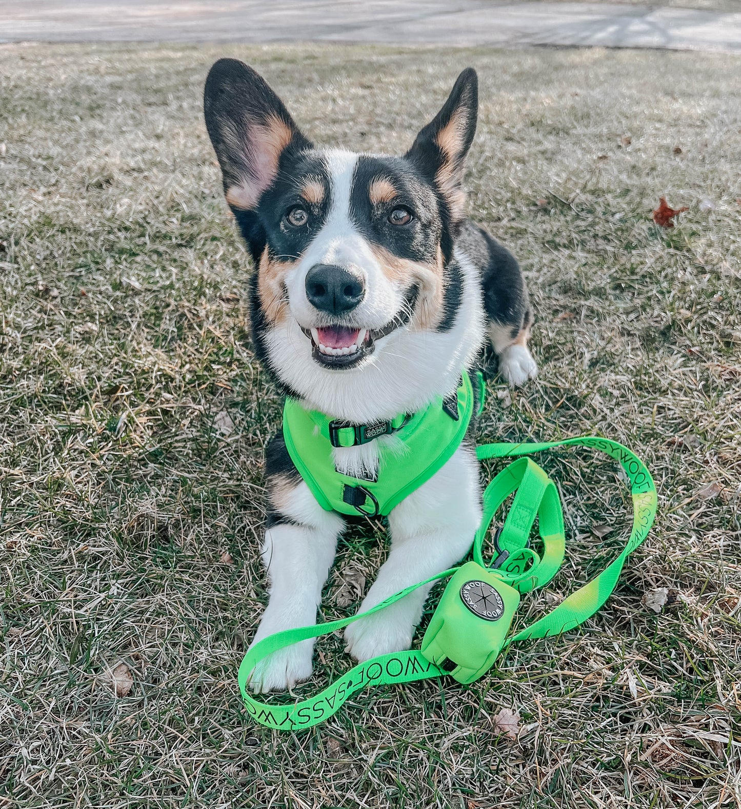 Dog Waste Bag Holder - Neon Green