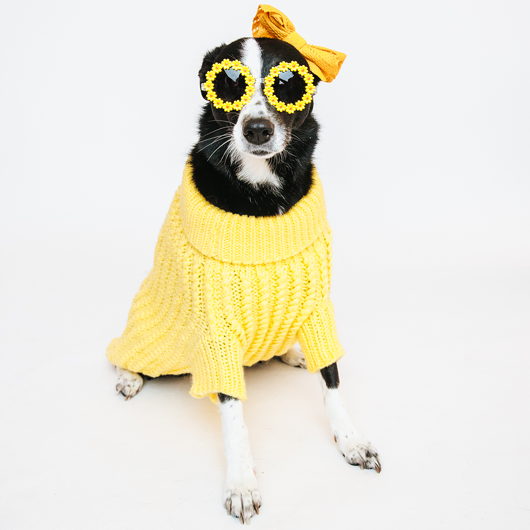 Pet Cable Knit Sweater - Yellow