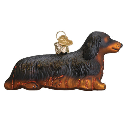 Long-haired Dachshund