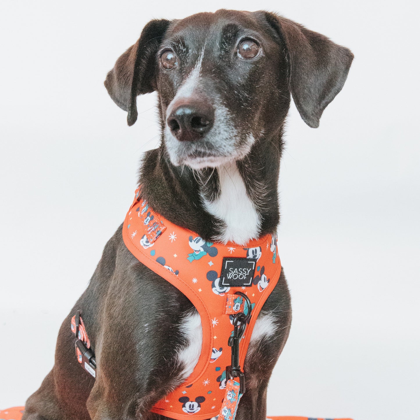 Dog Two Piece Bundle -  Disney Holiday Collection