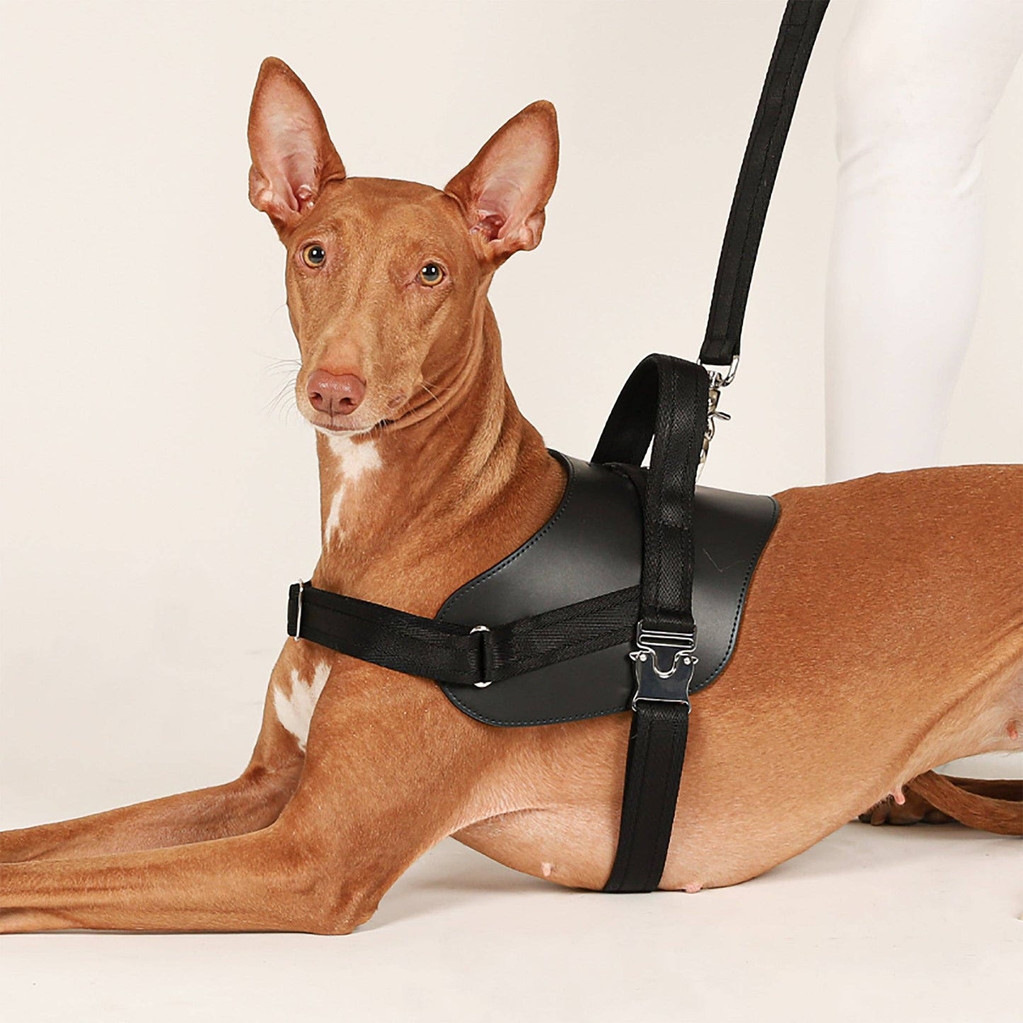 Hozi - Saddle Harness - Black