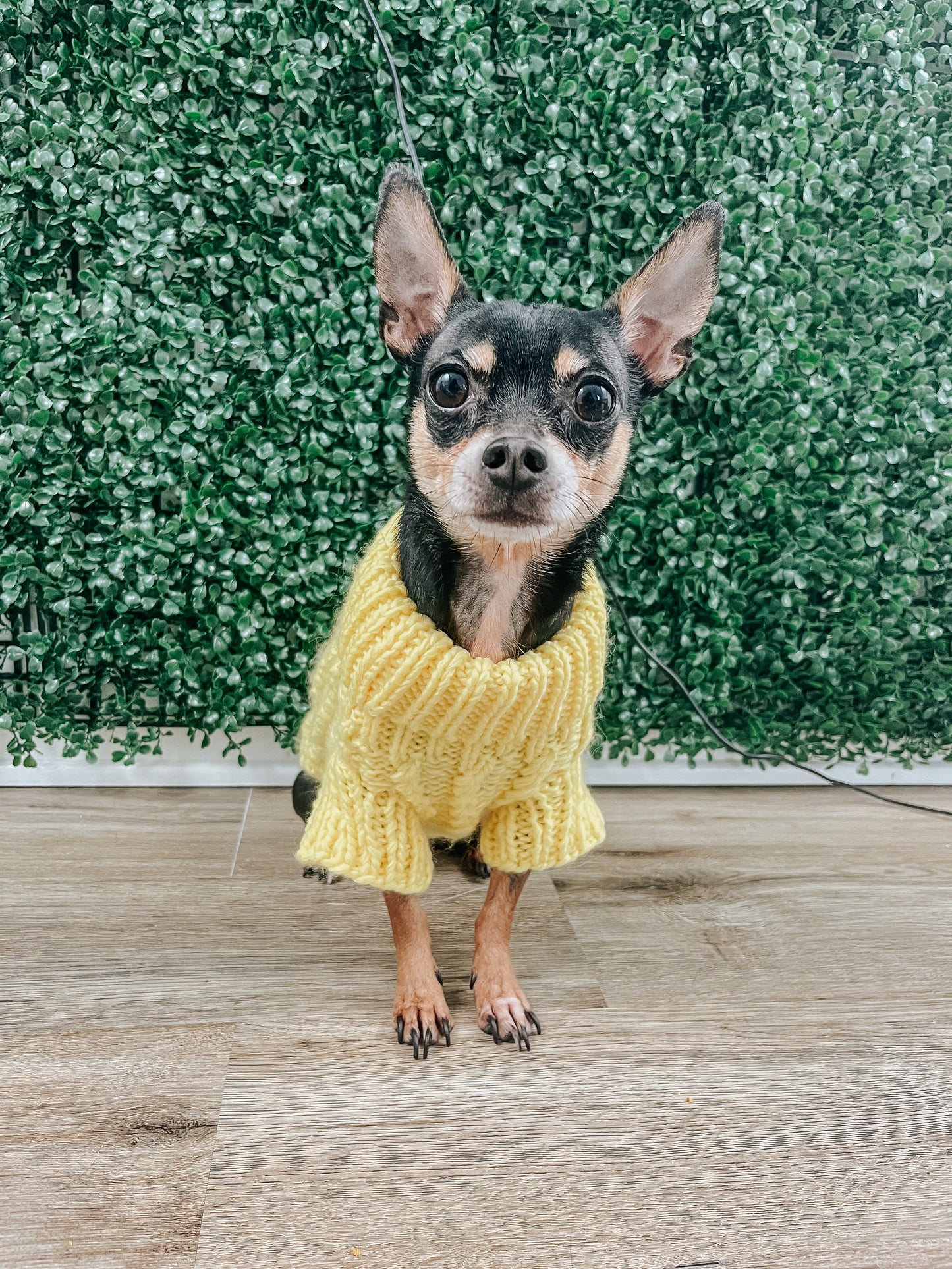 Pet Cable Knit Sweater - Yellow