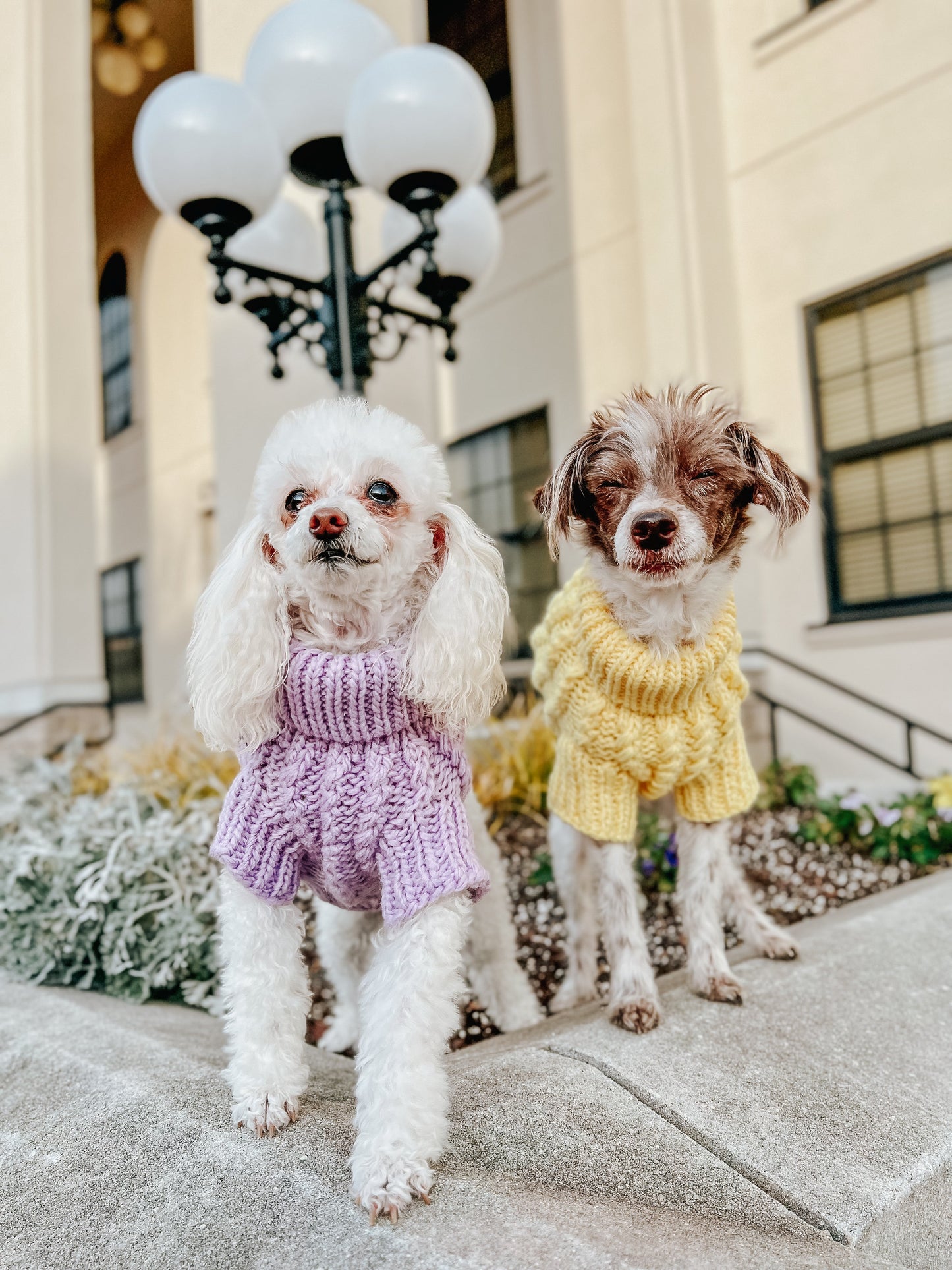 Pet Cable Knit Sweater - Yellow