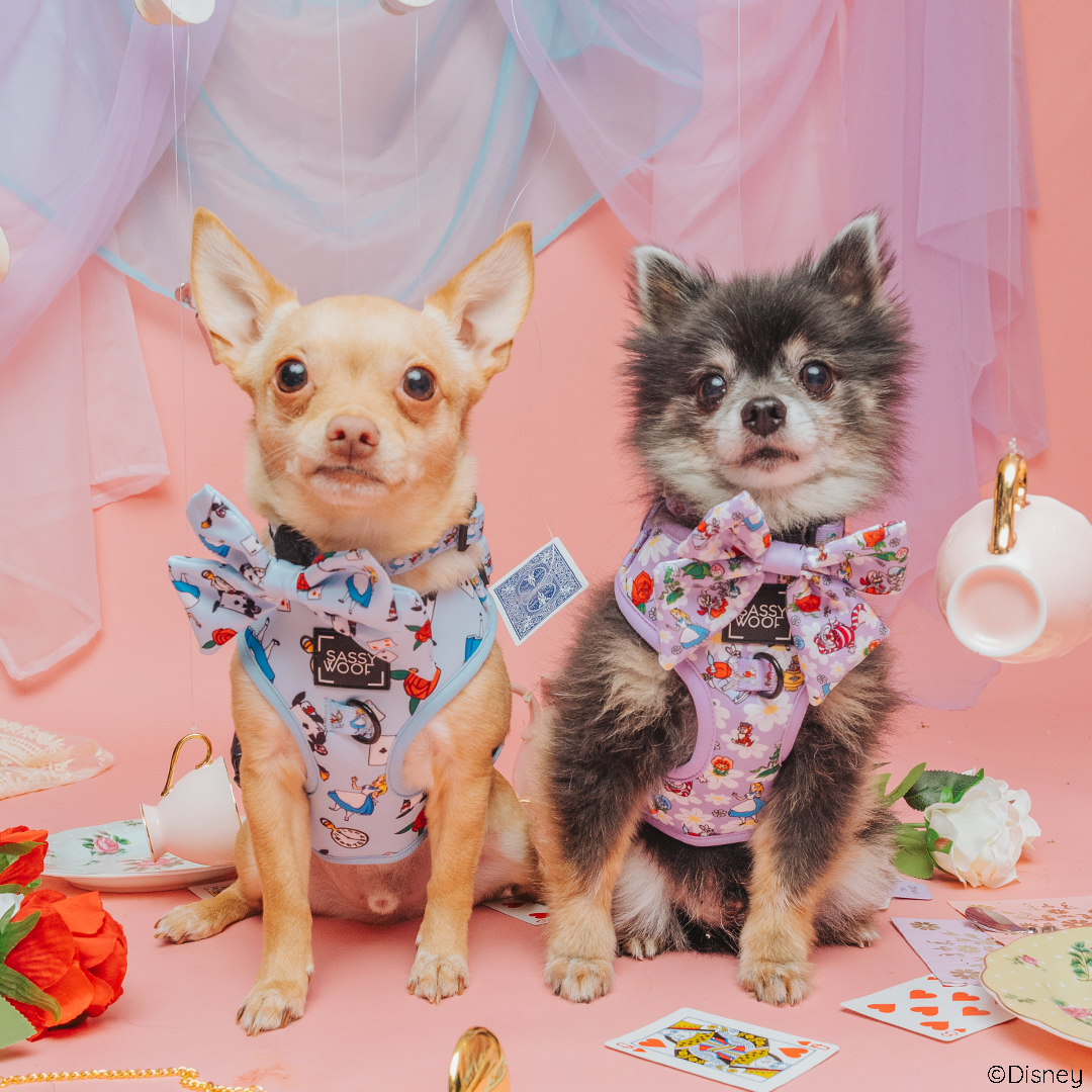 Dog Two Piece Bundle -  Alice in Wonderland (Blue)
