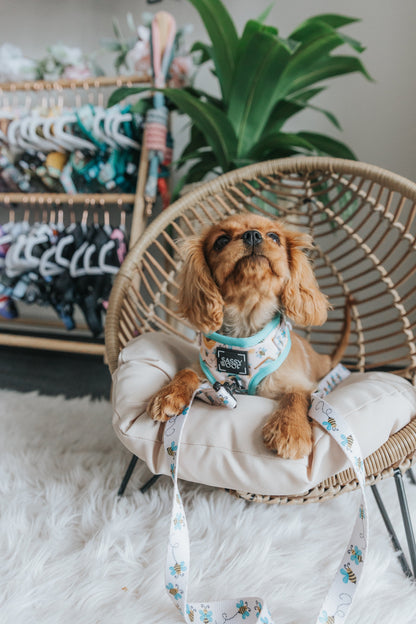 Dog Two Piece Bundle - Bee Sassy
