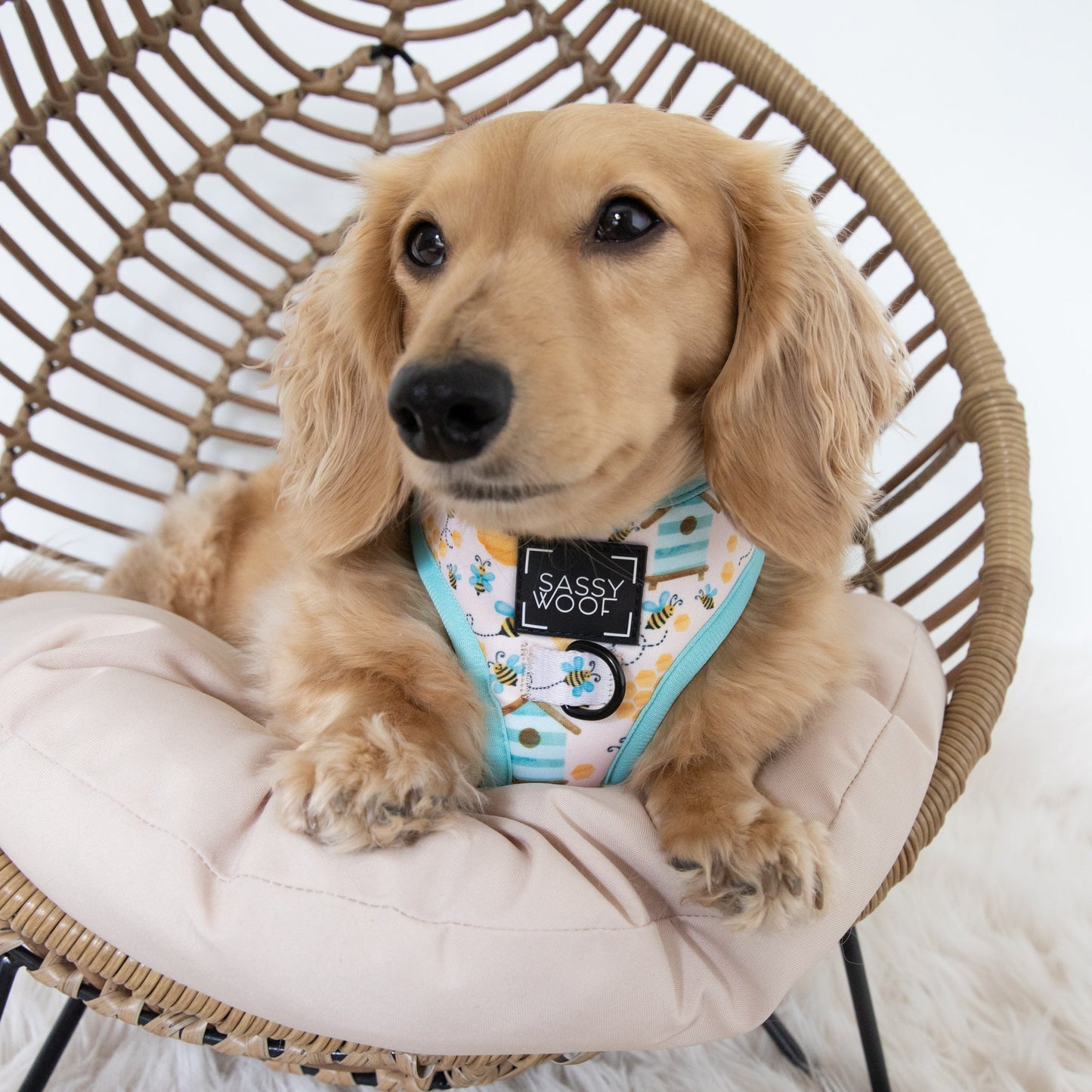 Dog Two Piece Bundle - Bee Sassy