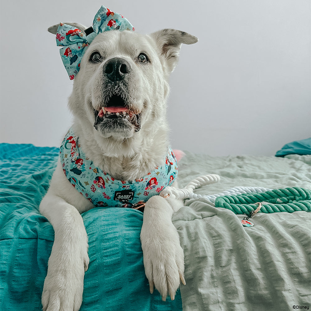 Dog Two Piece Bundle - Disney's Ariel