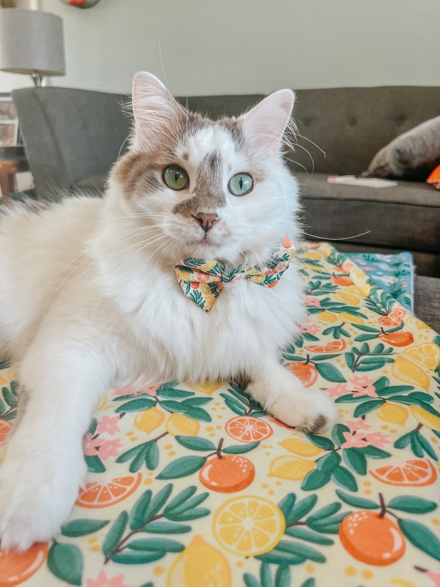 Pet Blanket - Zest Friends