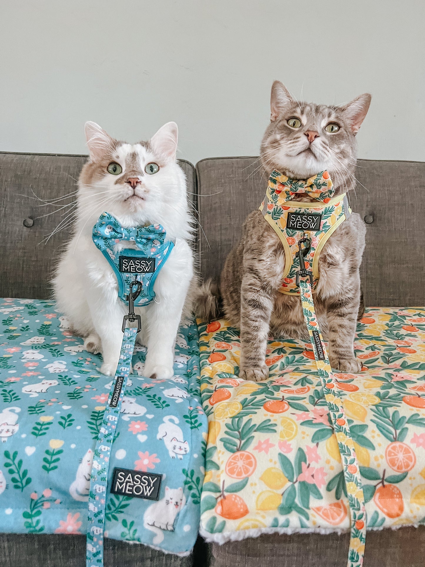Pet Blanket - Zest Friends