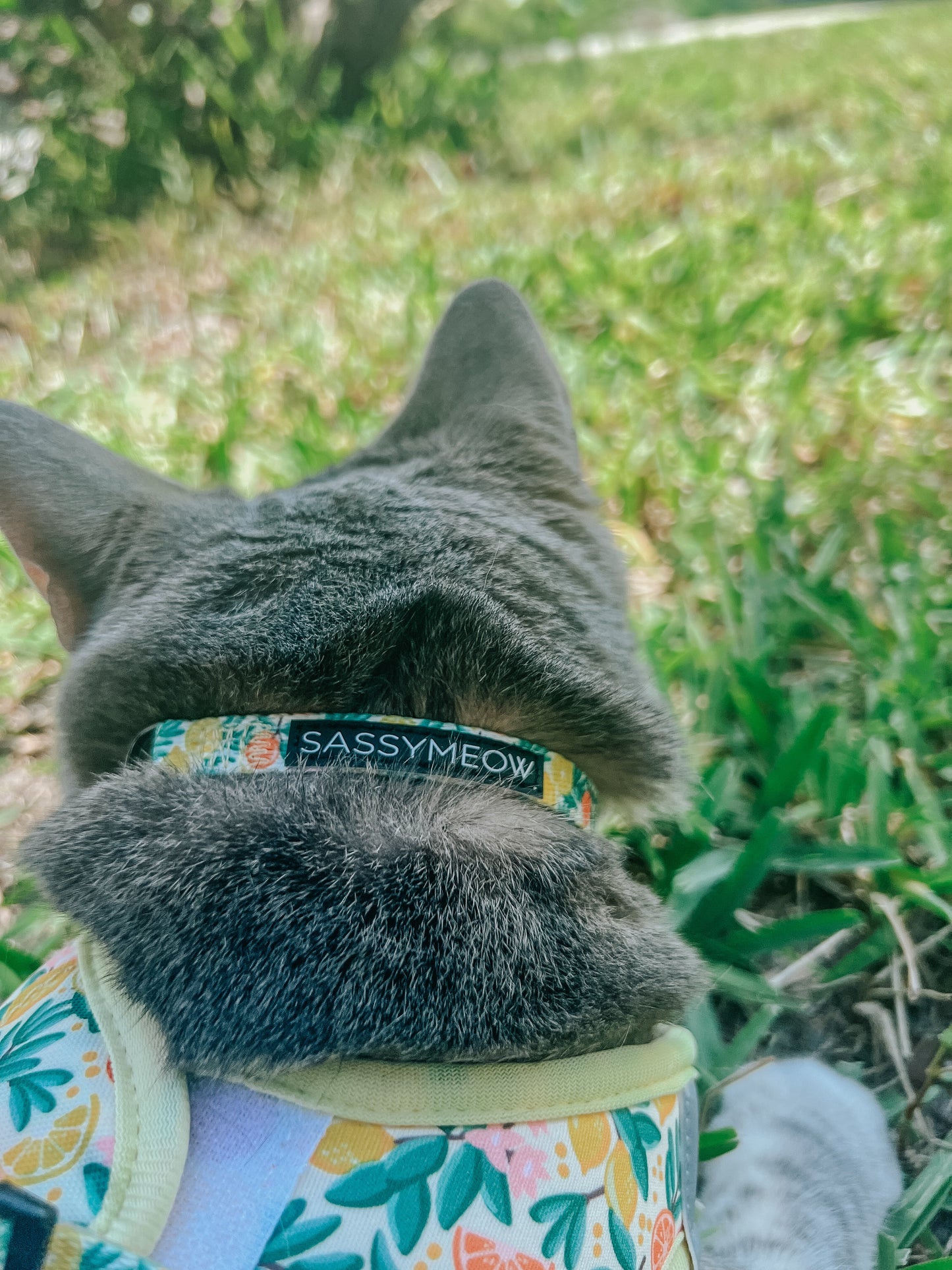 Cat Bundle - Zest Friends