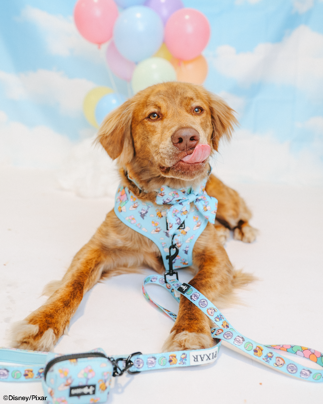 Dog Two Piece Bundle - Disney and Pixar's Up