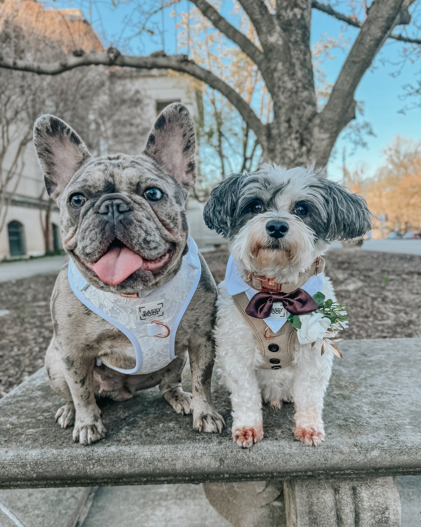Dog Adjustable Harness - Pup of Honor