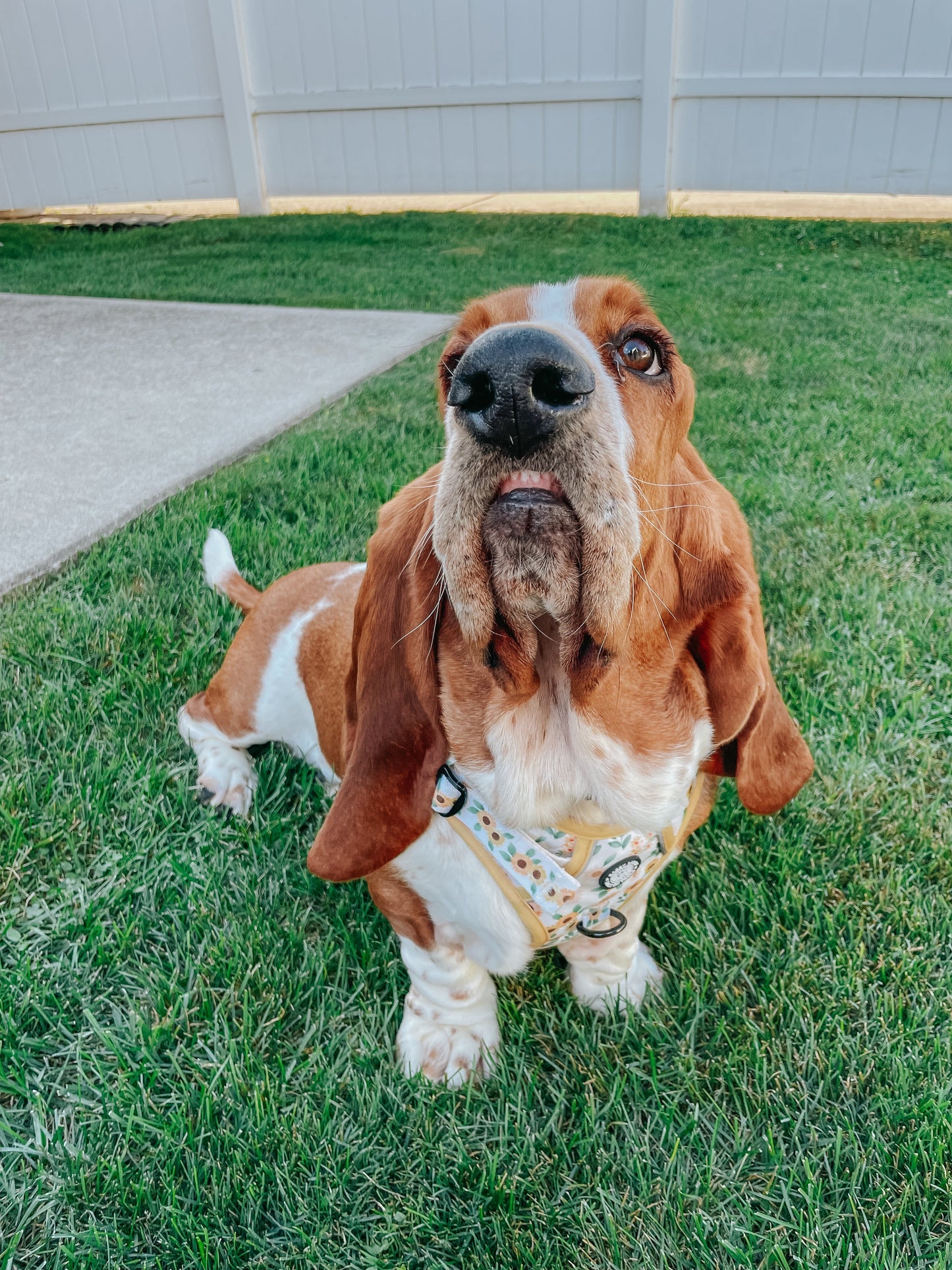 Dog Four Piece Bundle - Sunflower Dreams