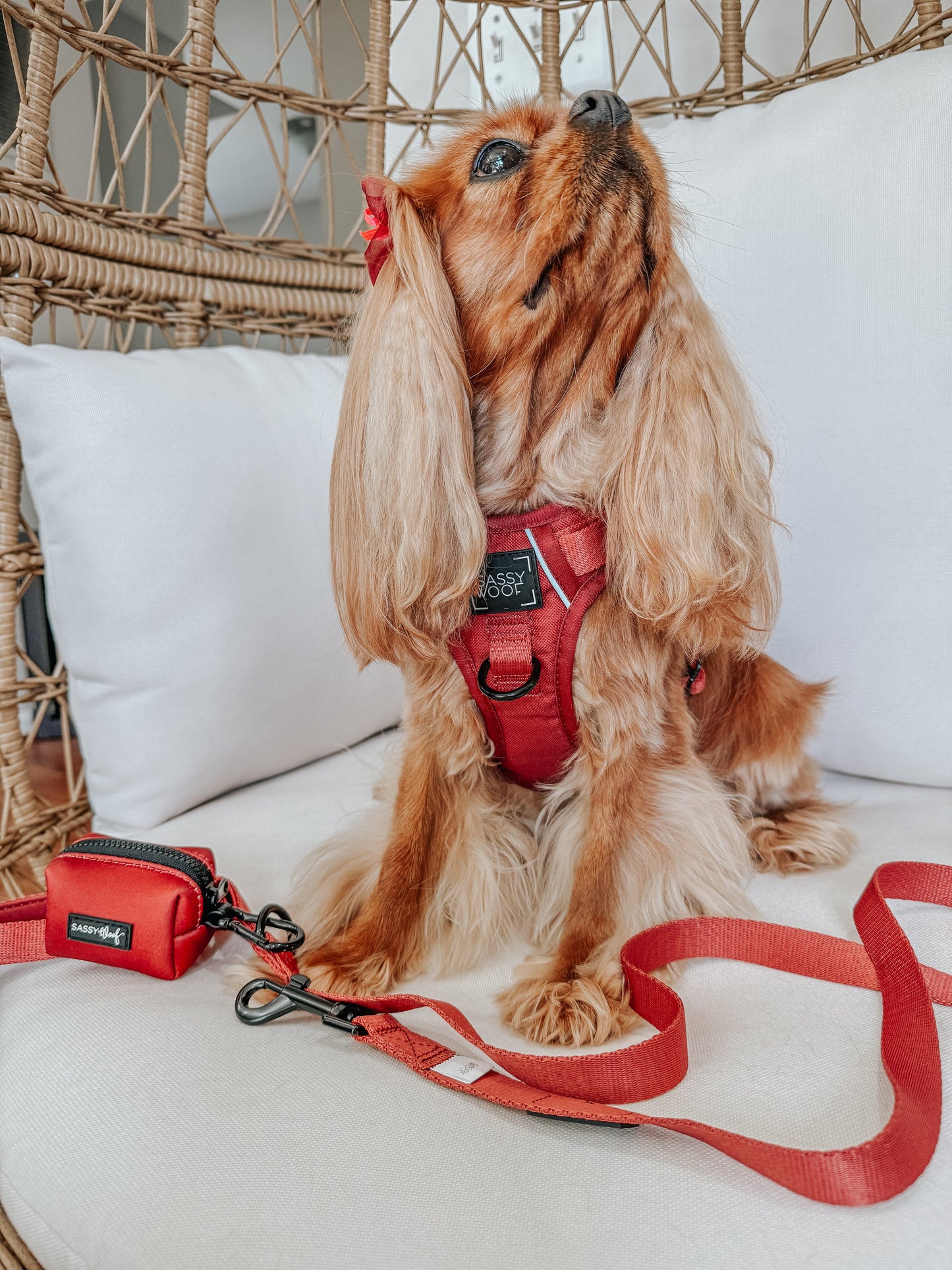 Dog Two Piece Bundle - Burgundy