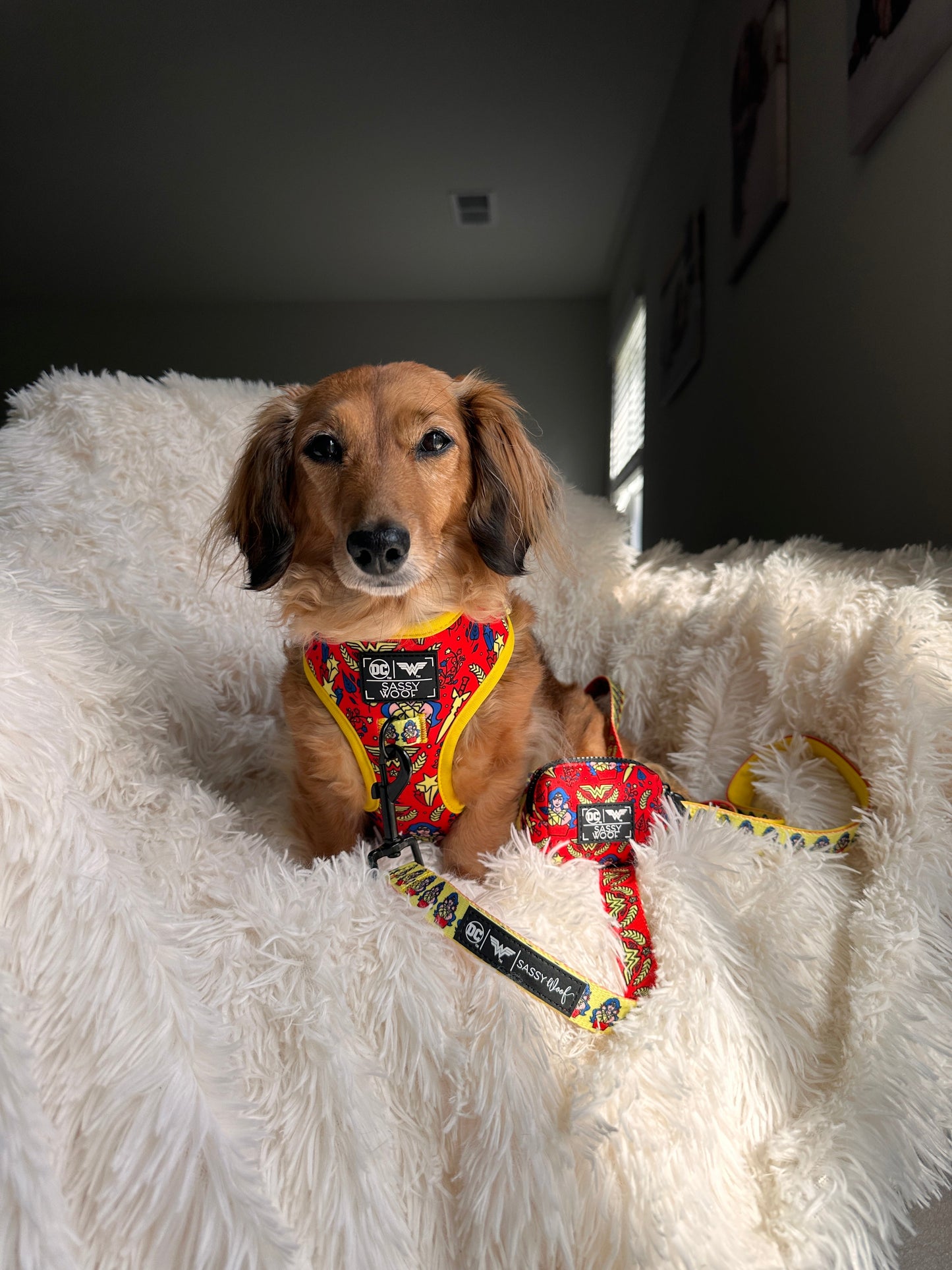 Dog Four Piece Bundle - Wonder Woman™