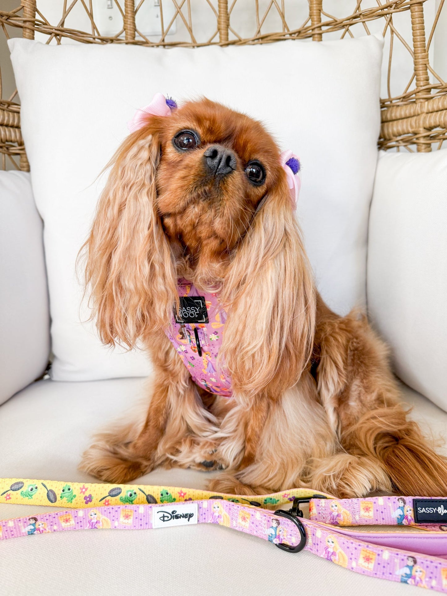 Dog Two Piece Bundle - Disney's Rapunzel