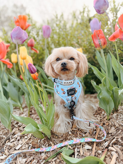 Dog Two Piece Bundle - Disney and Pixar's Up