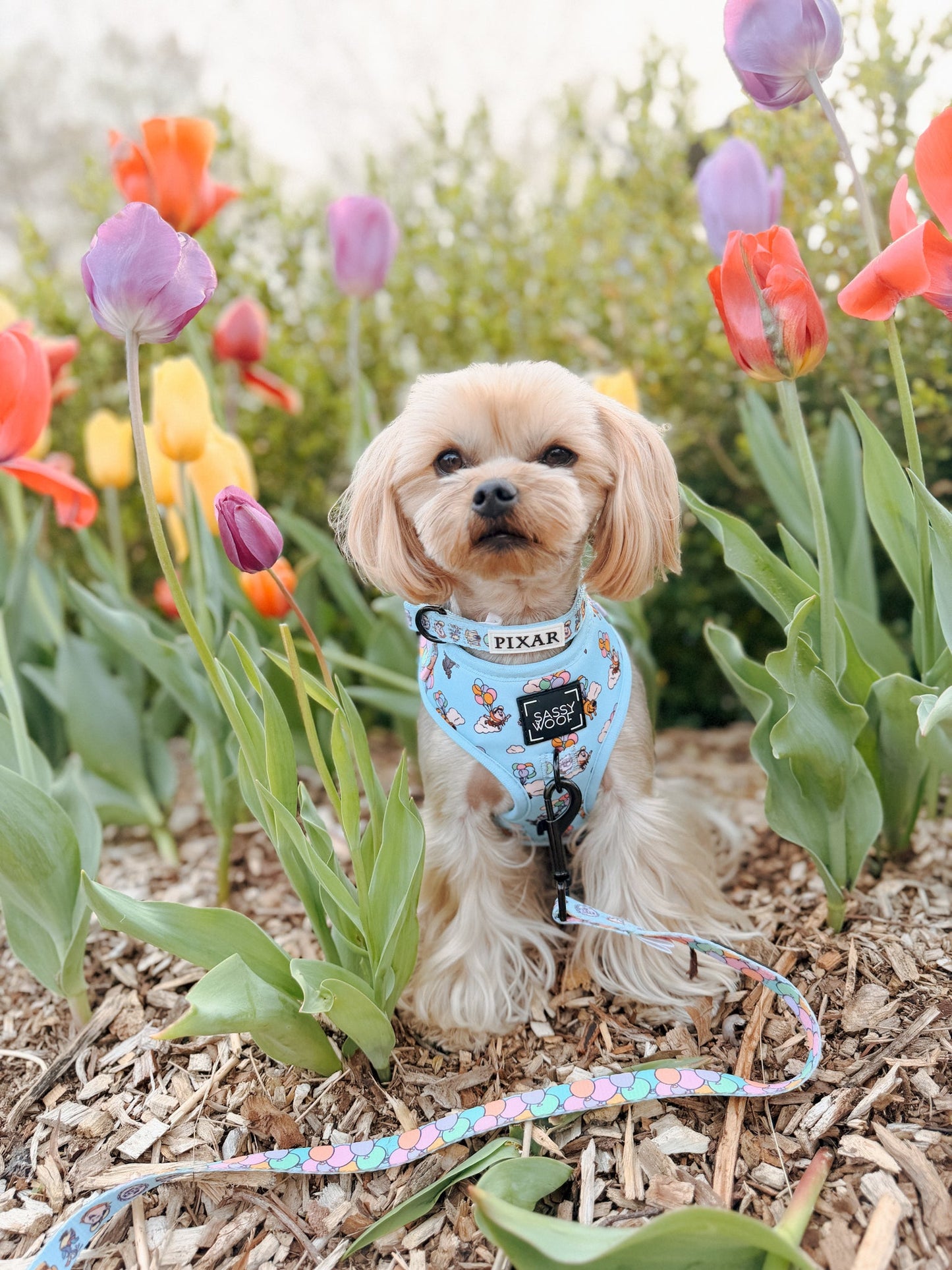 Dog Four Piece Bundle - Disney and Pixar's Up