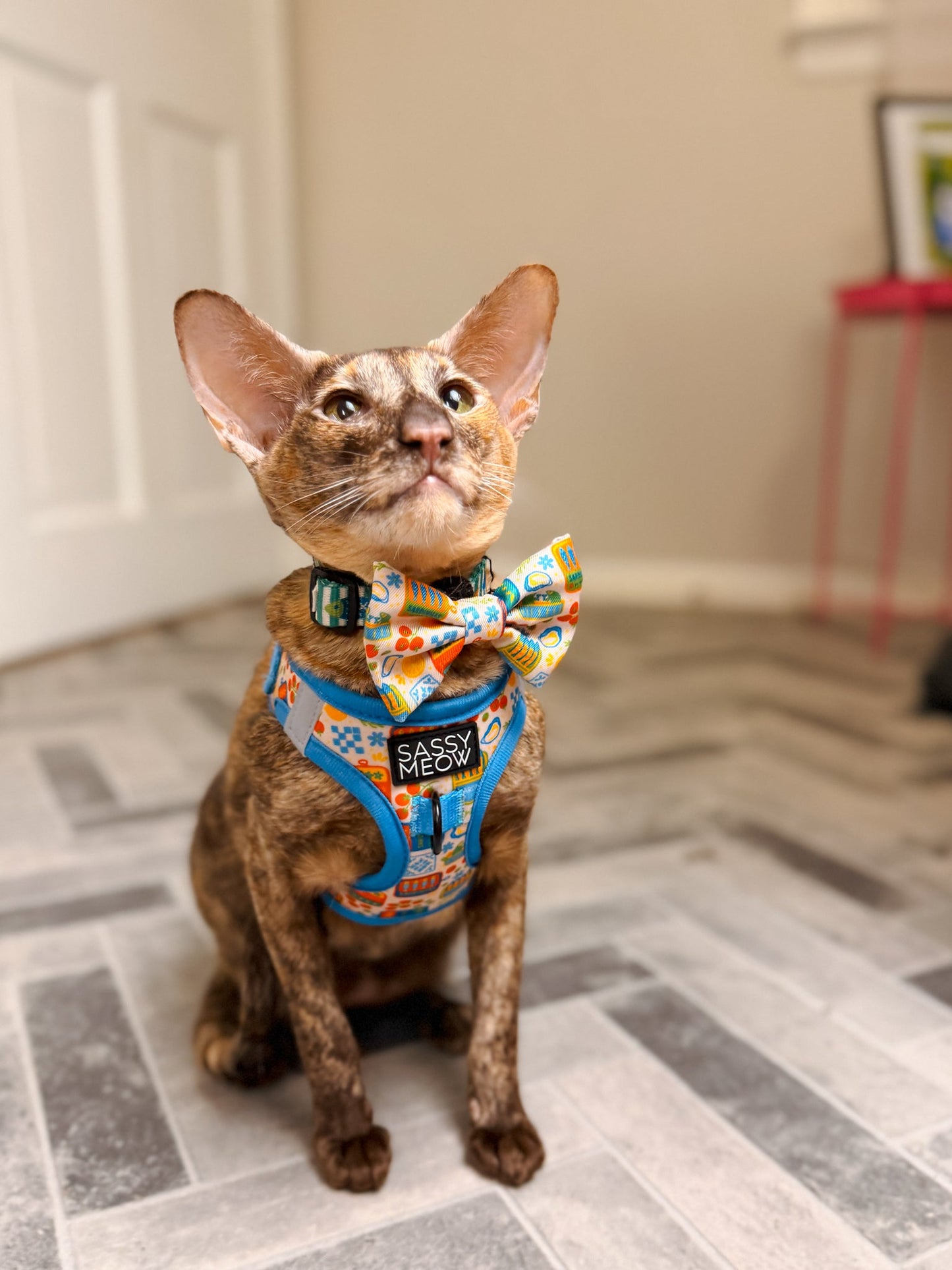 Cat Bowtie - Portofino