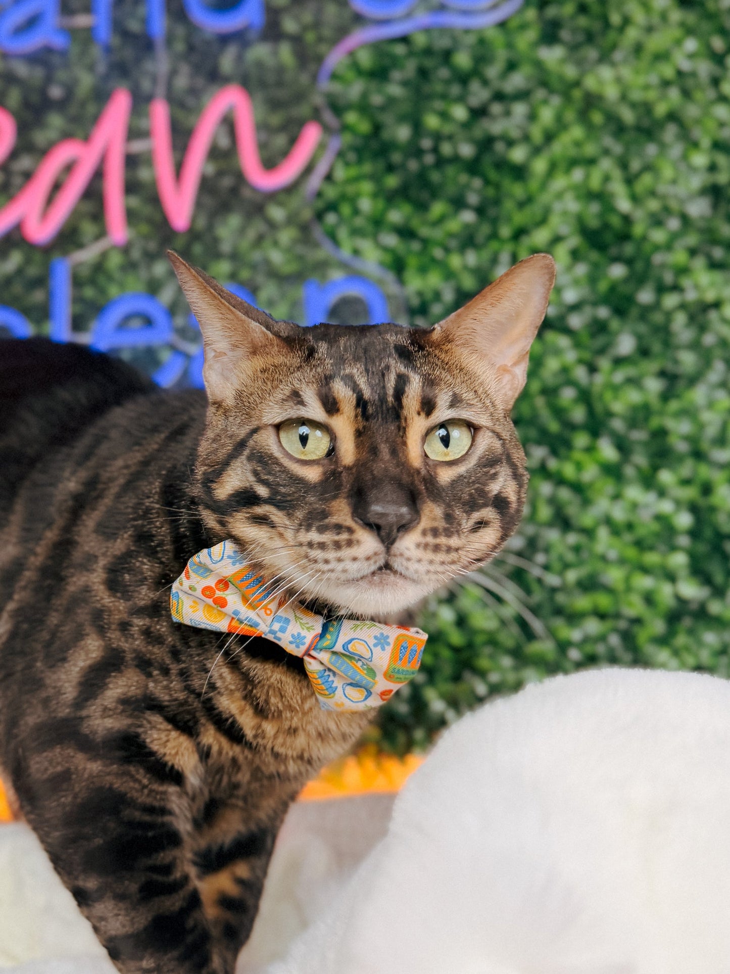 Cat Bowtie - Portofino