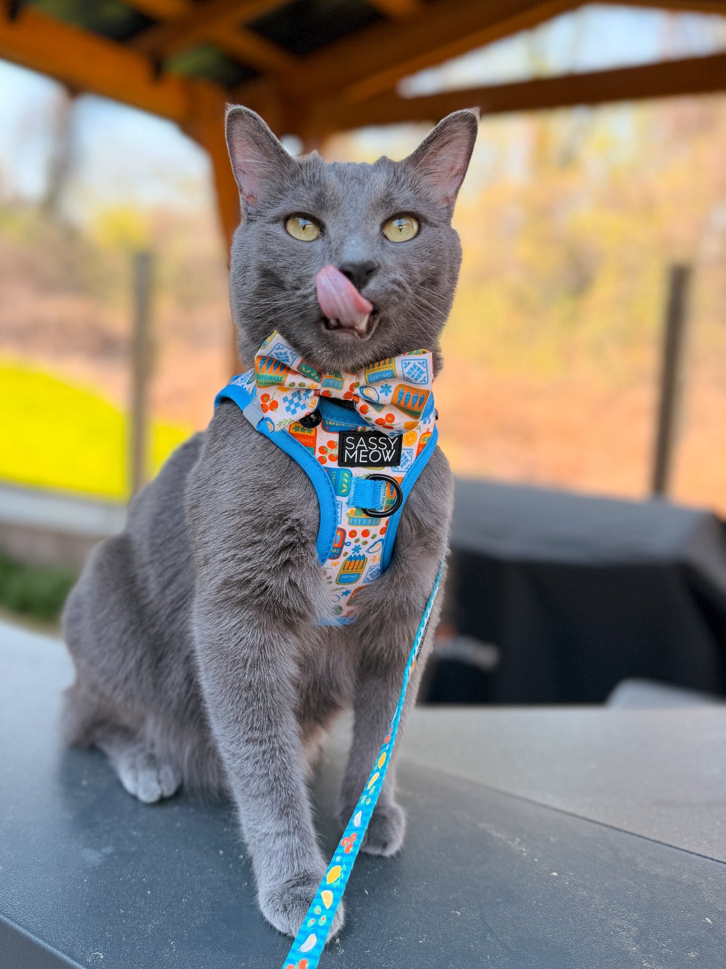 Cat Step-In Harness - Portofino