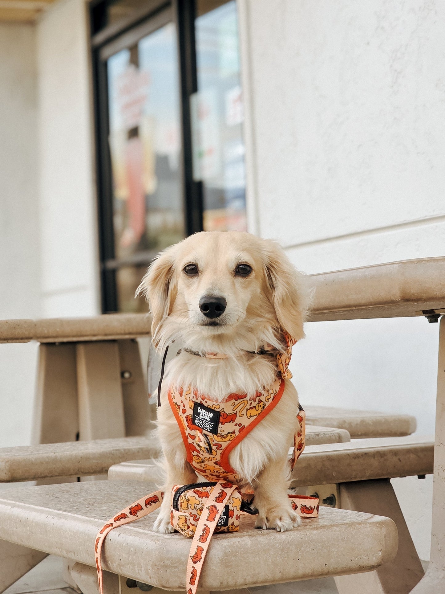 Dog Two Piece Bundle - Hot Dawg