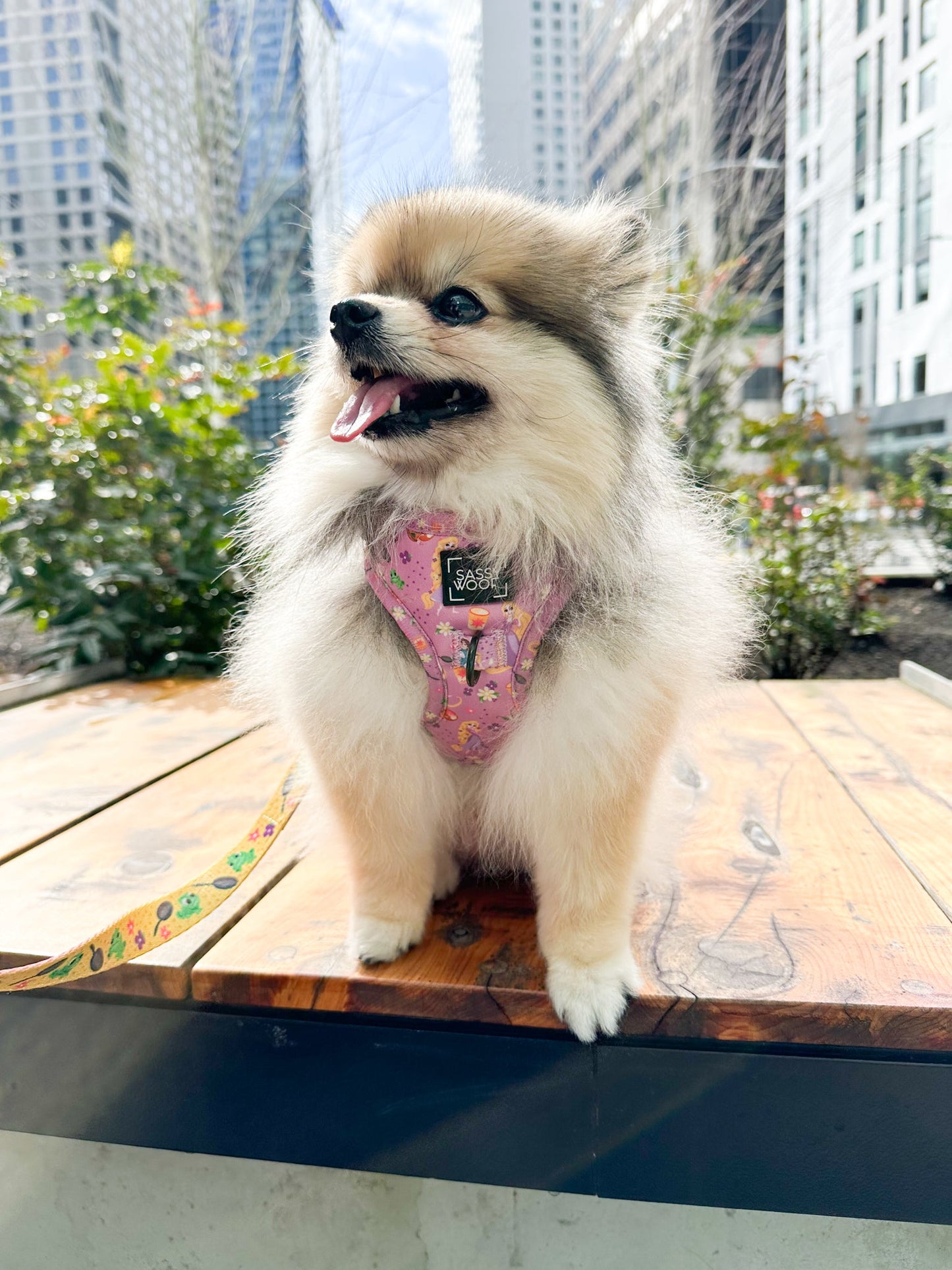Dog Two Piece Bundle - Disney's Rapunzel