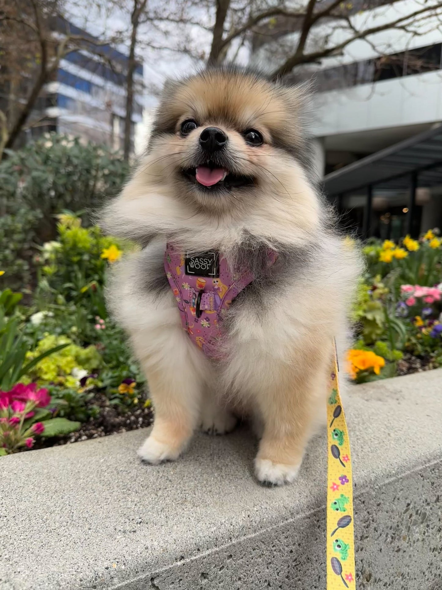 Dog Two Piece Bundle - Disney's Rapunzel