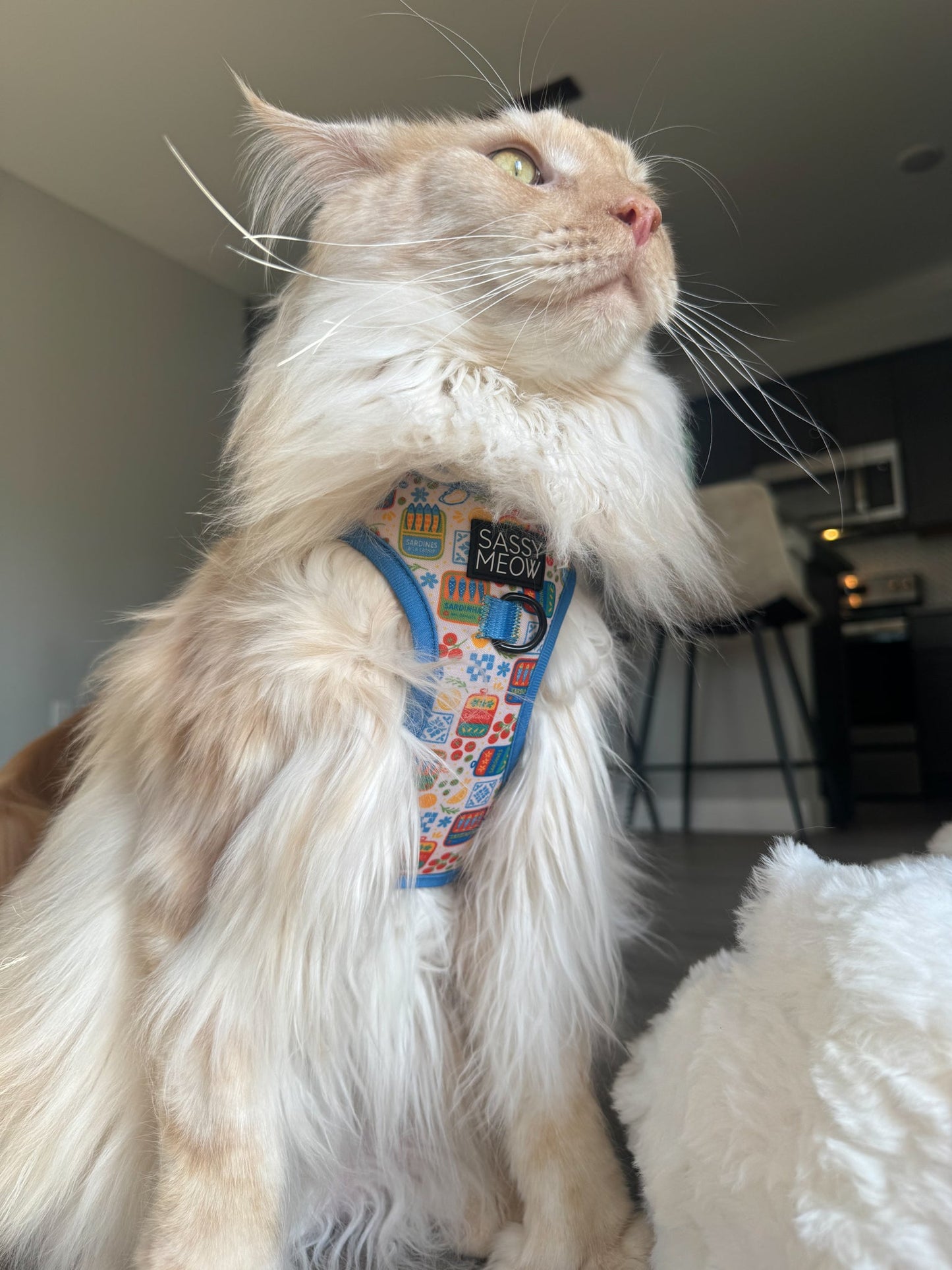 Cat Step-In Harness - Portofino