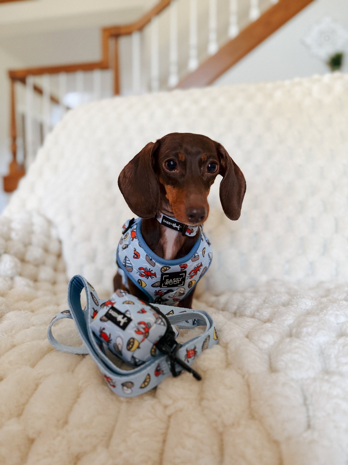 Dog Adjustable Harness -  Coastal Cuties