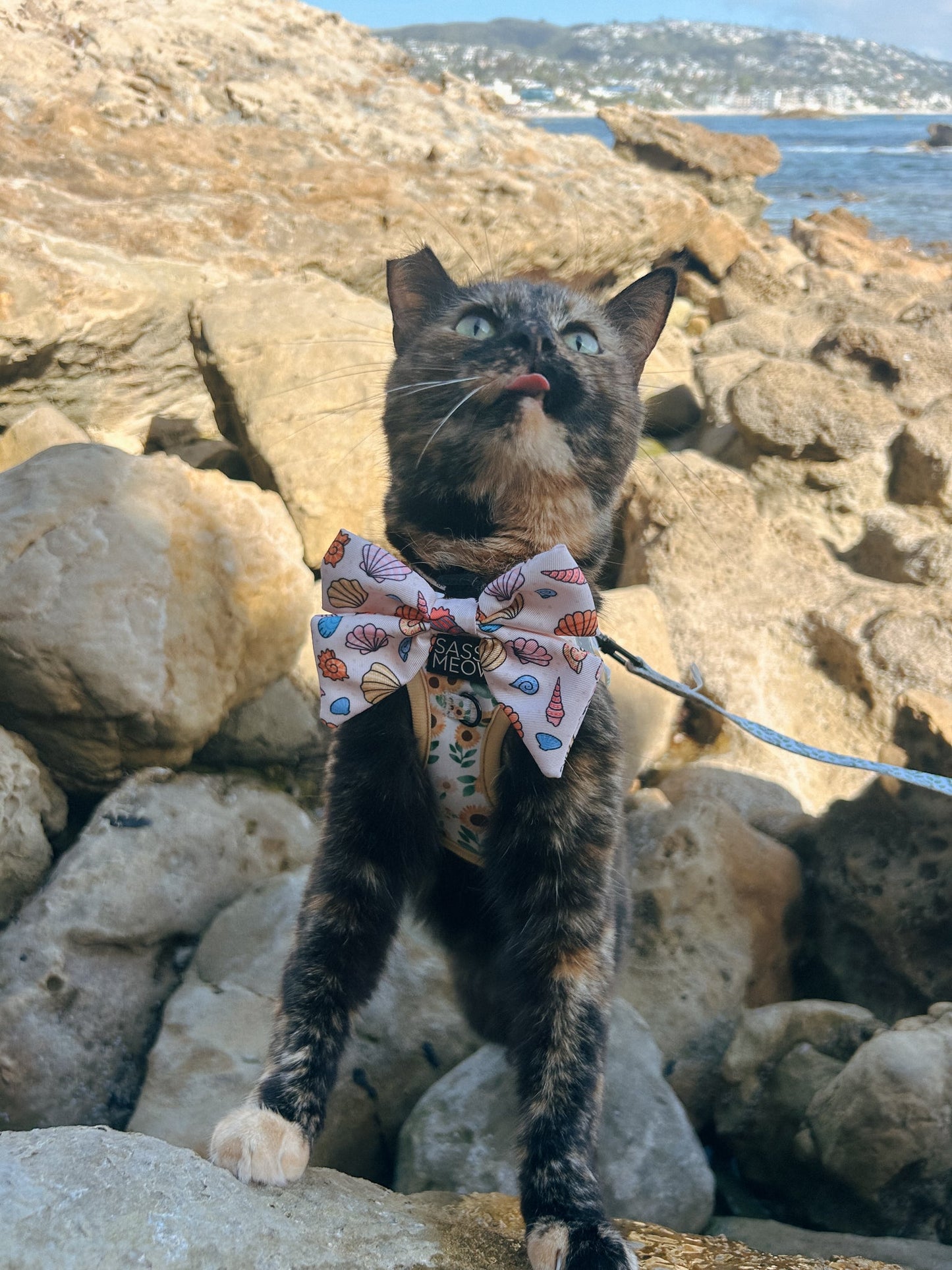 Dog Sailor Bow - Shell Yeah