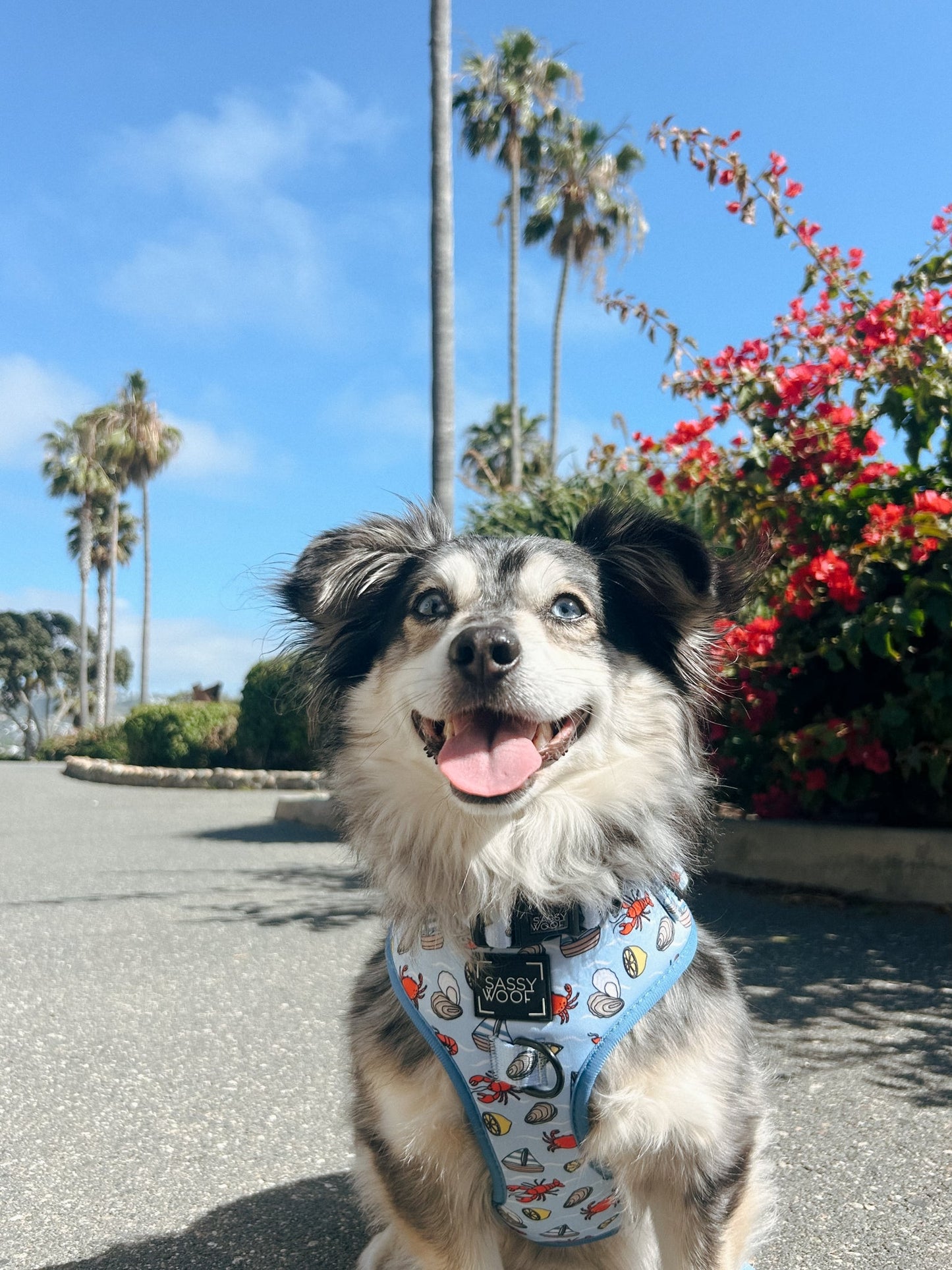 Dog Four Piece Bundle - Coastal Cuties