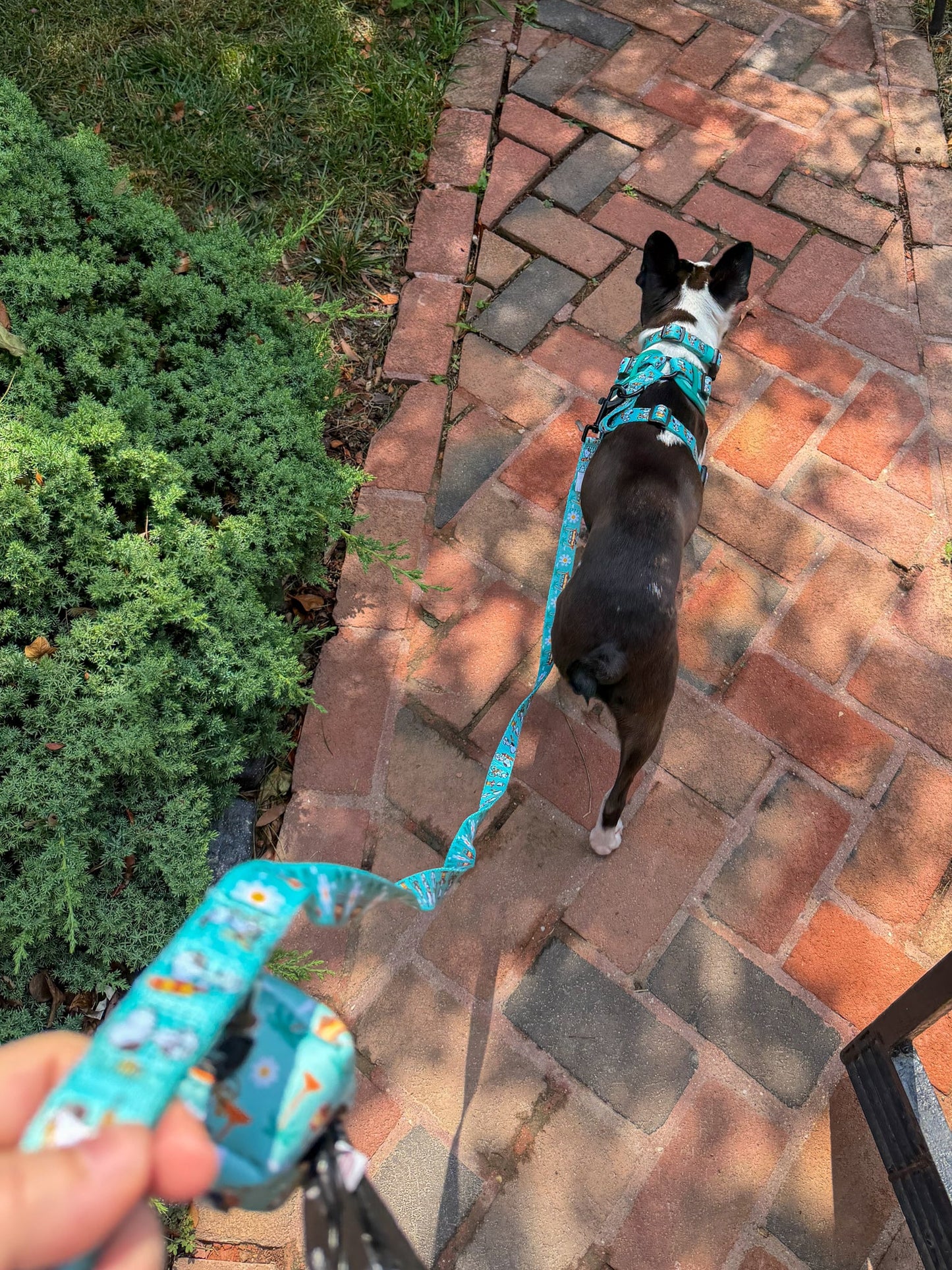 Dog Leash - Peanuts™ Road Tripping