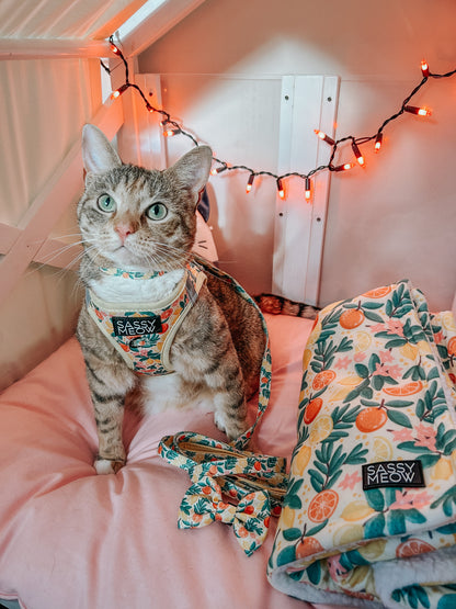 Cat Bundle - Zest Friends