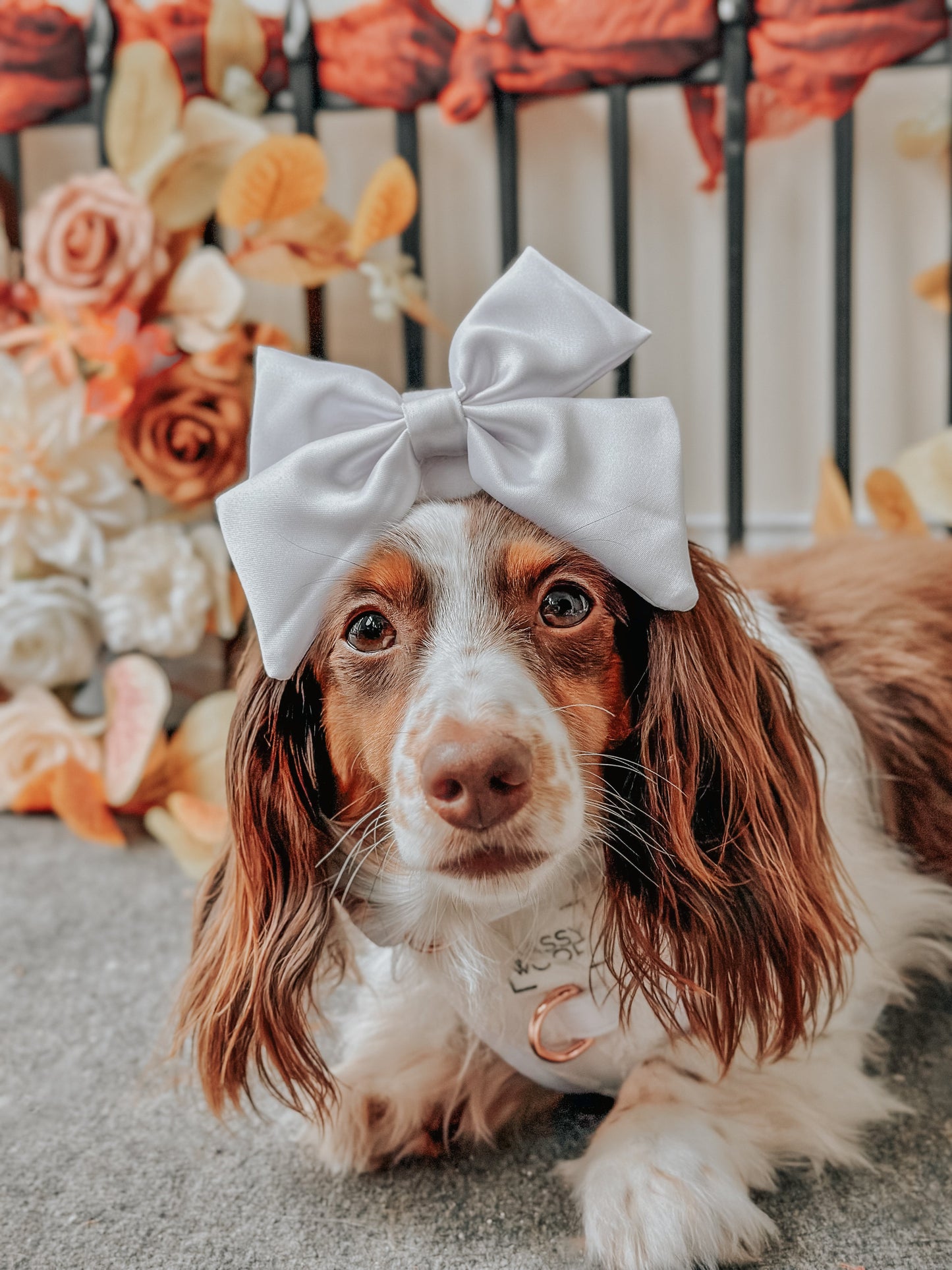 Dog Sailor Bow - Pup of Honor