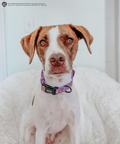 Dog Collar - Willy Wonka & The Chocolate Factory™