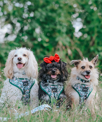 Dog Four Piece Bundle - Under the Mistletoe