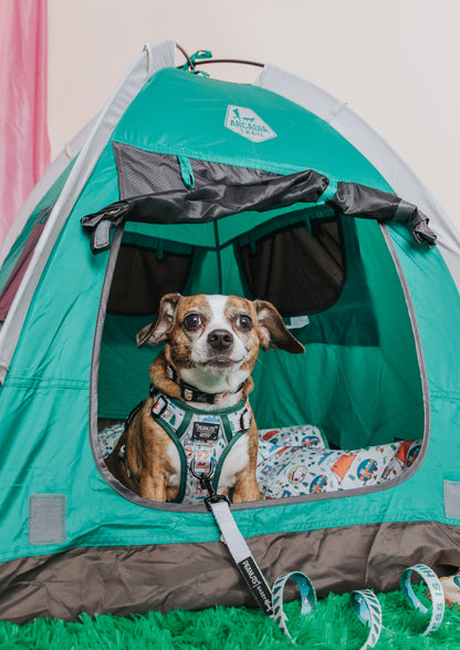Dog Four Piece Bundle - Peanuts™ Beagle Scouts