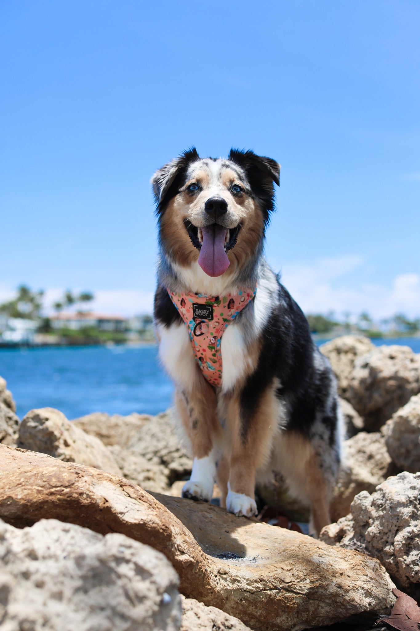 Dog Adjustable Harness - Disney's Moana