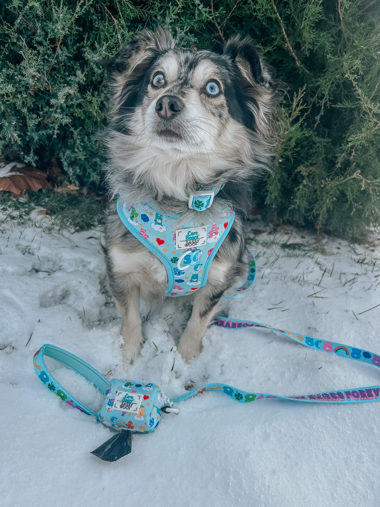 Dog Collar Three Piece Bundle - Care Bears™ Care-a-Lot