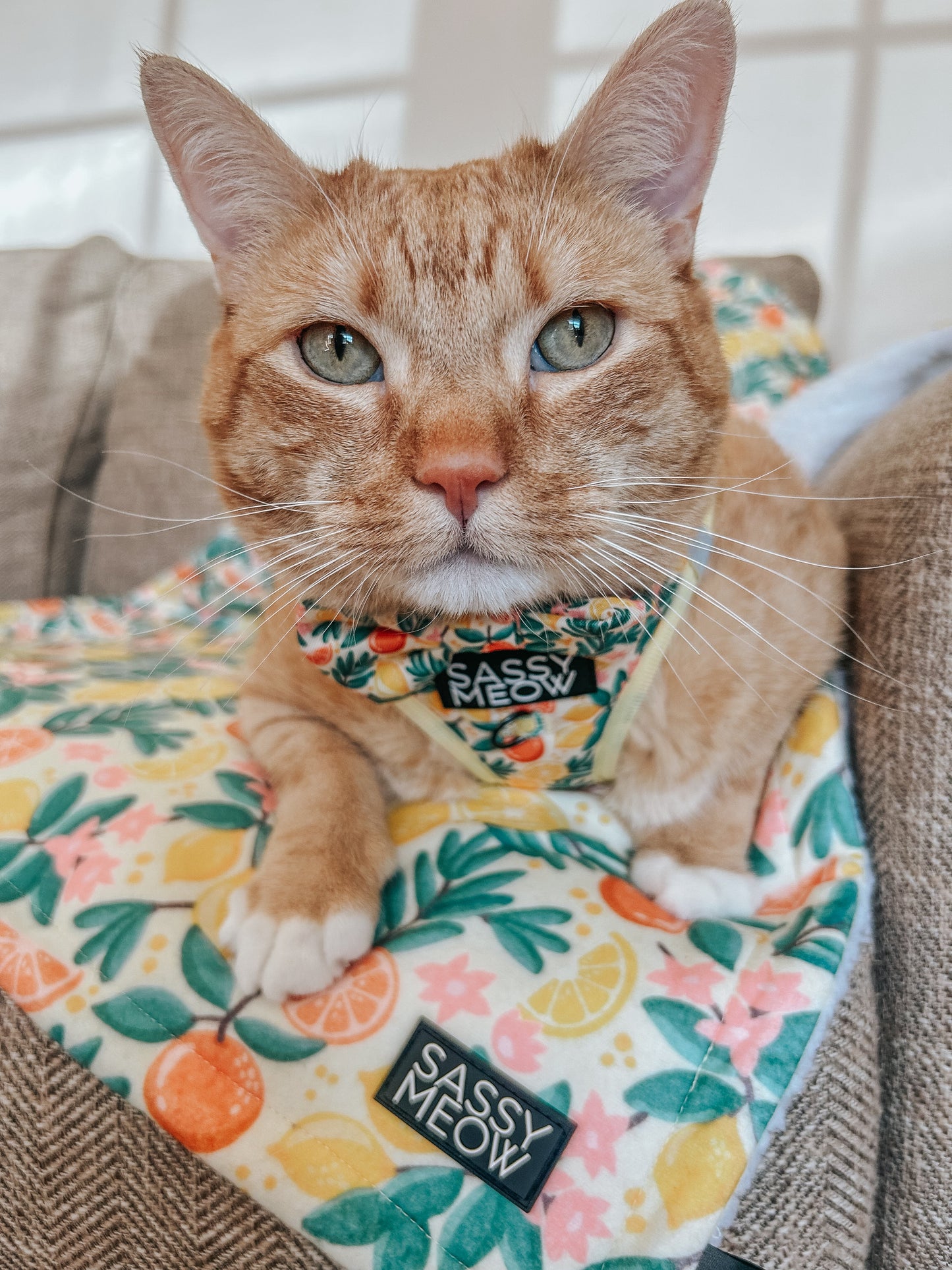 Pet Blanket - Zest Friends