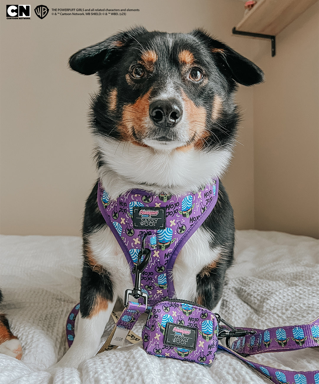 Dog Four Piece Bundle - Mojo Jojo™