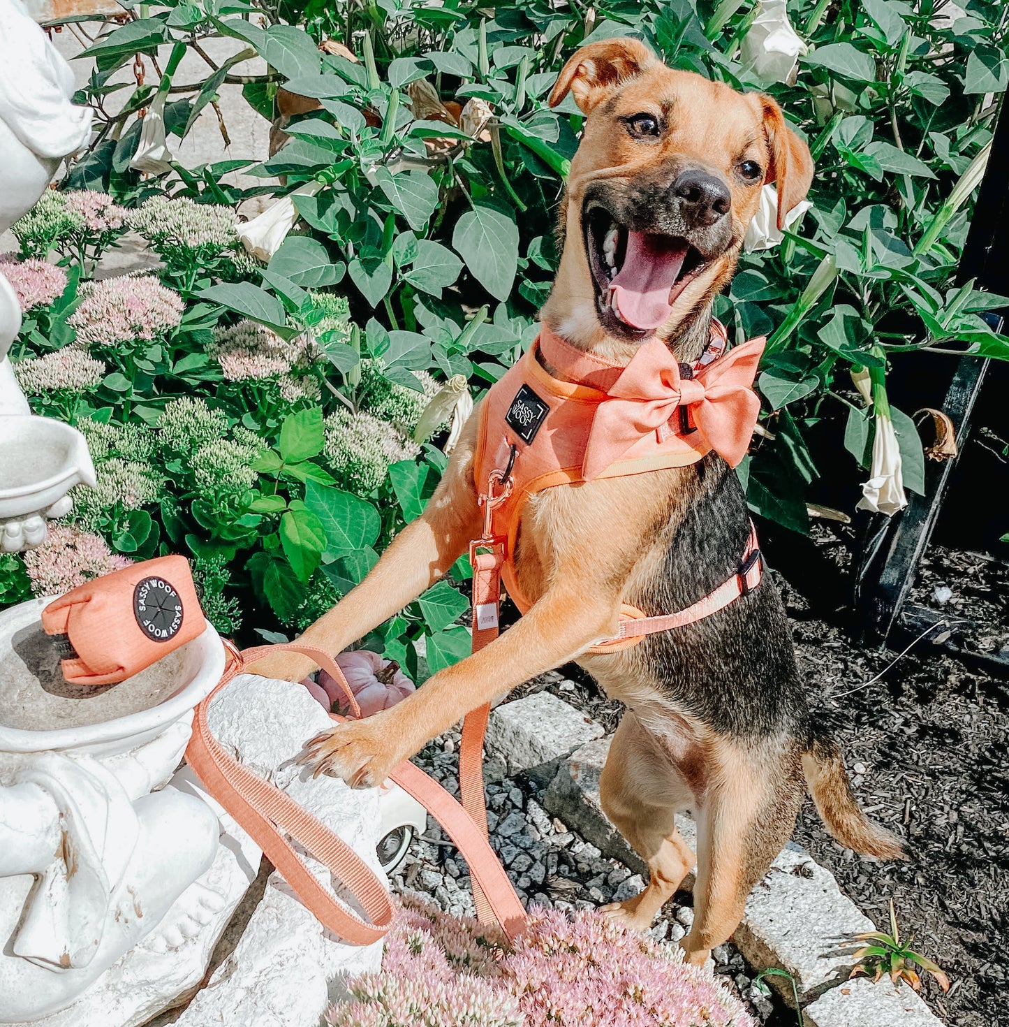 Dog Sailor Bow - Apple Cider