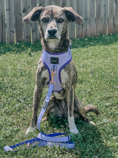 Dog Four Piece Bundle - Aurora