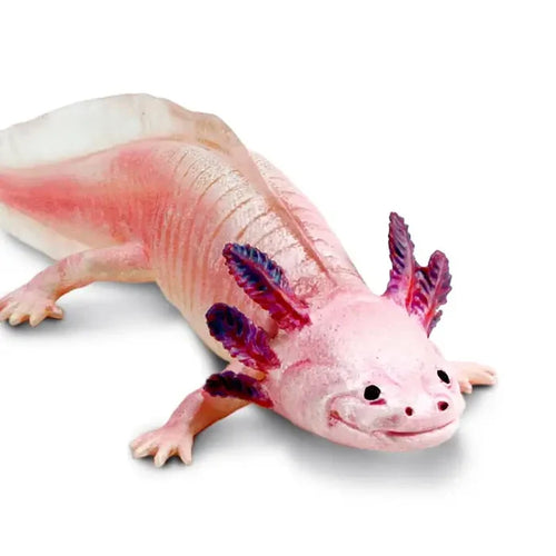 Axolotl